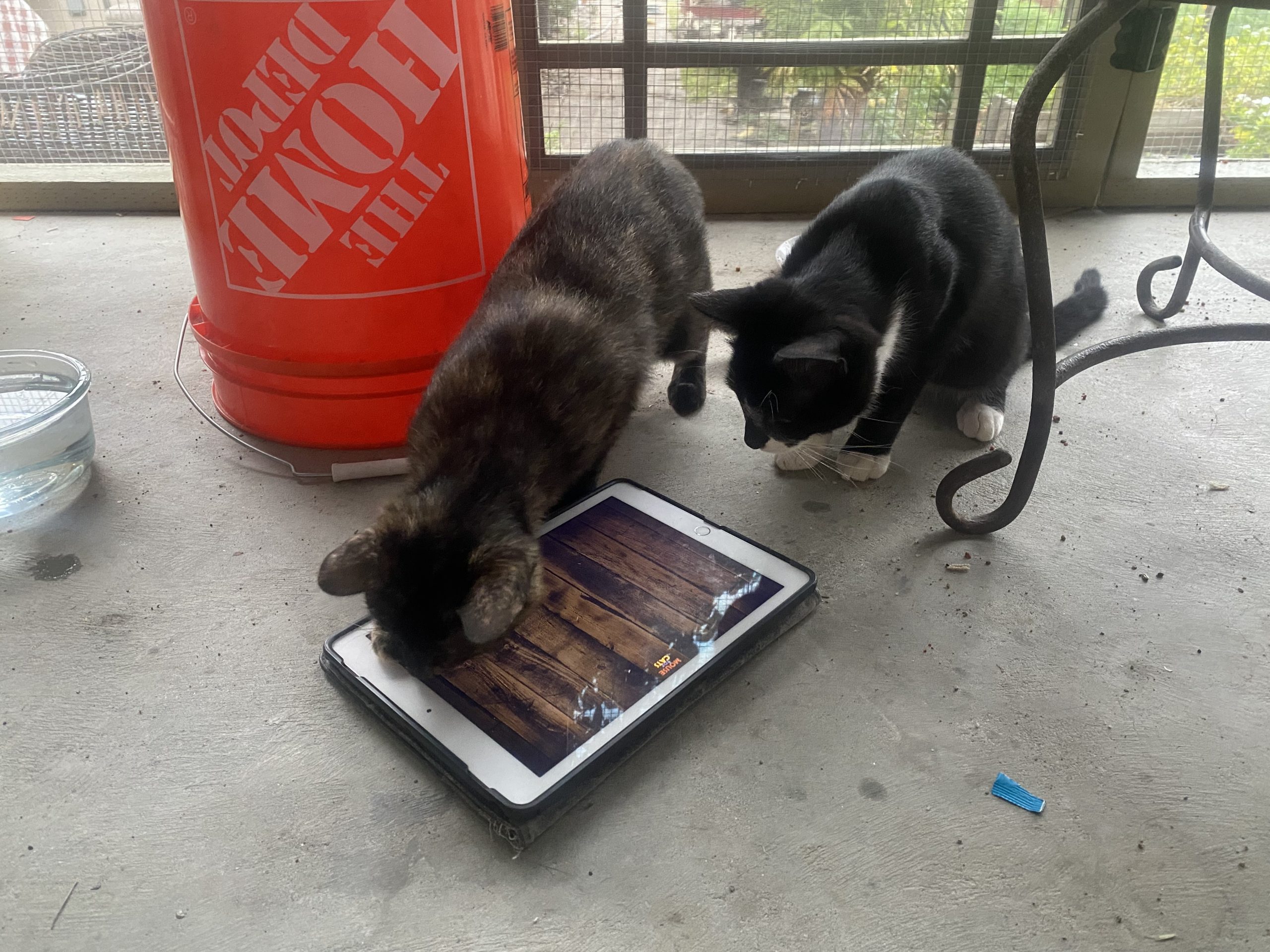 Technology kittens